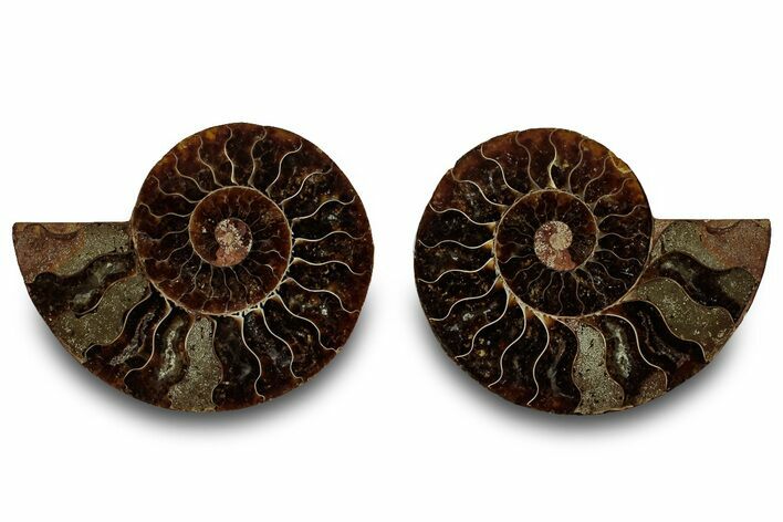Cut & Polished, Agatized Ammonite Fossil - Madagascar #323355